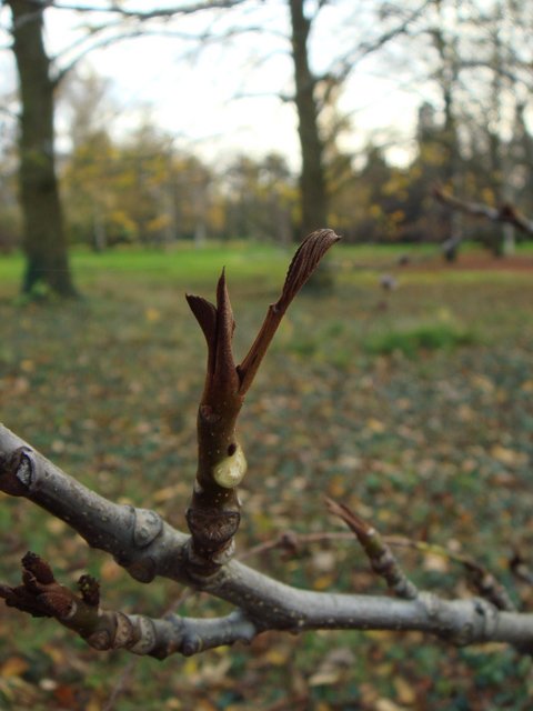 Pterocarya fraxinifolia bourgeons